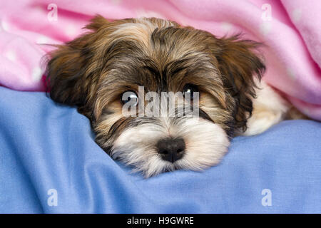 Close-up Portrait von eine niedliche kleine Tricolor Havaneser Welpe Hund liegt auf einem Bett unter einer rosa Decke Stockfoto