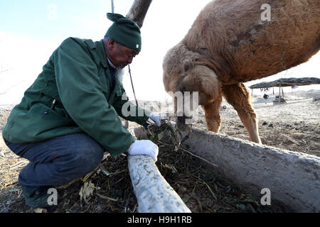 (161123)--WUWEI, 23. November 2016 (Xinhua)--Wang Tianchang speist ein Kamel in Perlflusses Dorf Changcheng Township Wuwei Stadt, Nordwesten Chinas Provinz Gansu, 22. November 2016. In den 1990er Jahren festgestellt Wang Tianchang, dass der Sand auf dem Ackerland voran war, während er am Südwestrand der Tengger-Wüste treiben war. Um das Dorf zu verteidigen, bestimmt Wang zur Bekämpfung der Wüstenbildung. 1999 wechselte Wang und seinen Sohn, Wang Yinji, in der Wüste zu leben. Sie Vieh verkauft und sogar etwas Geld zu kaufen und Pflanzen Setzlinge ausgeliehen. Nach Jahren der Bemühungen pflanzten sie 7500 Mu (5 Stockfoto