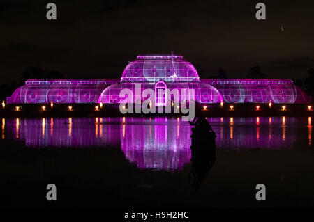 London, UK. 22. November 2016. Das Palmenhaus in Kew Gardens beleuchtet durch Laserstrahlen. Illuinated Gewächshaus ist Bestandteil der Christmas at Kew Lichtspur.  Mehr als 60.000 Lichter leuchten auf den Bäumen, Pflanzen und Gärten. Der Weg ist mehr als eine Meile lang und umfasst Kunstwerke aus UK und internationalen Künstlern und Designern. Die Messe öffnet 23. November 2016 und schließt 2. Januar 2017. Bildnachweis: Katrin de Courcy Ling/Alamy Live News Stockfoto