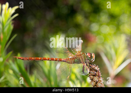 Asuncion, Paraguay. 23. November 2016. Eine Libelle (Coryphaeschna perrensi) sitzt an einem sonnigen Tag in Asuncion, Paraguay, auf einer weinenden Flaschenbürste (Melaleuca viminalis). Kredit: Andre M. Chang/Alamy Live News Stockfoto