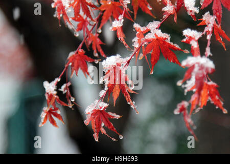 Tsukuba, Japan. 24. November 2016. Unerwartete Schnee in der roten und gelben Blätter-Saison im östlichen Teil der Kanto-Region in Japan. Japanische Ahornbäume (Momiji Blätter) sind mit dem ersten Schnee in der Wissenschaft der Tsukuba abgedeckt. Bildnachweis: Alexander Zaboronok/Alamy Live-Nachrichten Stockfoto