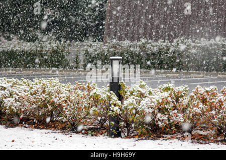 Tsukuba, Japan. 24. November 2016. Unerwartete Schnee in der roten und gelben Blätter-Saison im östlichen Teil der Kanto-Region in Japan. Japanische Ahornbäume, Gassen, Büsche, Blumen, Straßen und Straßenlaternen fallen mit dem ersten Schnee in der Wissenschaft der Tsukuba. Bildnachweis: Alexander Zaboronok/Alamy Live-Nachrichten Stockfoto