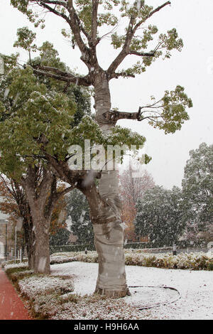 Tsukuba, Japan. 24. November 2016. Unerwartete Schnee in der roten und gelben Blätter-Saison im östlichen Teil der Kanto-Region in Japan. Japanische Ahornbäume, Gassen, Büsche, Blumen, Straßen und Straßenlaternen fallen mit dem ersten Schnee in der Wissenschaft der Tsukuba. Einige Bäume sind zum Schutz gegen das Wetter bandagiert. Bildnachweis: Alexander Zaboronok/Alamy Live-Nachrichten Stockfoto