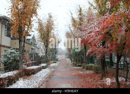 Tsukuba, Japan. 24. November 2016. Unerwartete Schnee in der roten und gelben Blätter-Saison im östlichen Teil der Kanto-Region in Japan. Japanische Ahornbäume, Gassen, Büsche, Blumen, Straßen und Straßenlaternen fallen mit dem ersten Schnee in der Wissenschaft der Tsukuba. Bildnachweis: Alexander Zaboronok/Alamy Live-Nachrichten Stockfoto