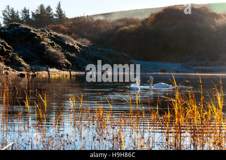 Ardara, County Donegal, Irland Wetter. 24. November 2016. Schwäne gleiten auf See Shanaghan an einem ruhigen, knackig, kalten Morgen. Bildnachweis: Richard Wayman/Alamy Live-Nachrichten Stockfoto