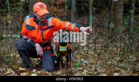 Göhrde, Deutschland. 15. November 2016. Hunter Peter Zietlow zeigt seinen Hund Luna den Weg während der Fahrt Jagd in der Nähe von Göhrde, Deutschland, 15. November 2016. Foto: Philipp Schulze/Dpa/Alamy Live News Stockfoto