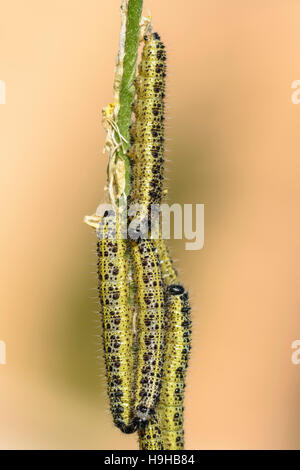 Großer weißer Schmetterling Raupe Pieris Brassicae Fütterung auf Ackersenf Sinapis Arvensis wild Kohl Stockfoto