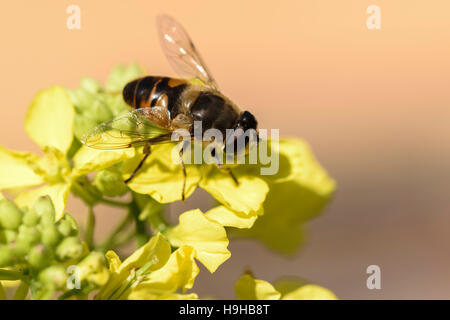 Schweben Sie fliegen Drohne fliegen Eristalis Tenax Fütterung auf wilde Kohl Ackersenf Sinapis arvensis Stockfoto