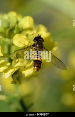 Marmelade zu schweben fliegen Episyrphus Balteatus Fütterung auf wilde Kohl Ackersenf Sinapis arvensis Stockfoto