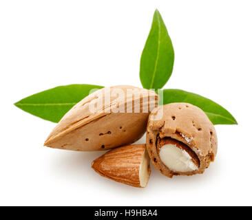 Mandeln Mutter isoliert auf weißem Hintergrund Stockfoto