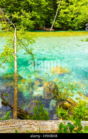 Unberührte, türkisfarbene Wasser des Flusses kristallklare Azusa durchfließt unbehelligt Wald in japanischen Alpen Stadt Kamikochi Stockfoto