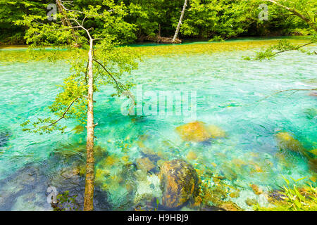 Unberührte, türkisfarbene Wasser des Flusses kristallklare Azusa durchfließt unbehelligt Wald in japanischen Alpen Stadt Kamikochi Stockfoto