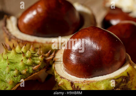 Rosskastanie Aesculus Hippocastanum Obst Baumsamen oder conkers Stockfoto