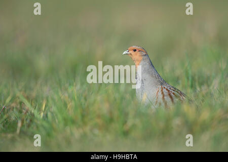 Grey Partridge / Rebhuhn (Perdix Perdix), männliche Erwachsene, sitzen im hohen Grass, beobachten aufmerksam, schaut neugierig, vom Aussterben bedrohte Arten. Stockfoto