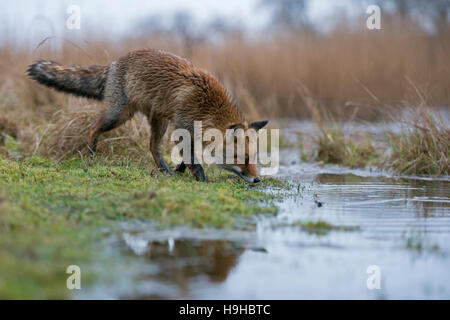 Rotfuchs / Rotfuchs (Vulpes Vulpes) auf einer überschwemmten Wiese, Jagd nahe am Wasser, an einem regnerischen Tag im Nass Winterfell. Stockfoto