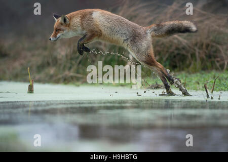 Rotfuchs / Rotfuchs (Vulpes Vulpes), Erwachsene im Winterfell, springen über ein kleiner Bach in einen Sumpf, aus Sicht der niedrigen übernommen. Stockfoto