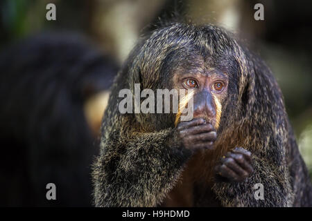 White-faced Saki Affen essen Stockfoto