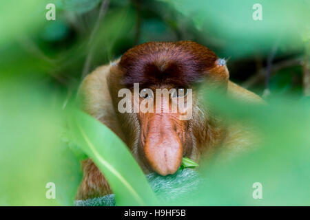 Ich wollte eine Blickkontakt Foto von einem männlichen Nasenaffe auf Borneo zu erfassen. Der Glanz in seinen Augen dadurch stärker gedreht. Stockfoto