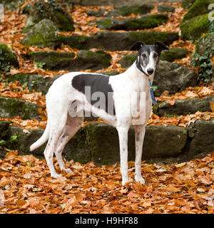 Windhund im Herbst Stockfoto