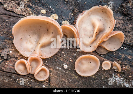 Juden Ohr Pilz auf umgestürzten Baum Stockfoto