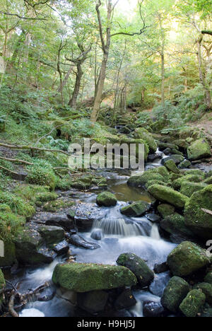 Derbyshire, Großbritannien - 24 September 2016: Burbage Bach fließt durch den felsigen Wald Tal bei padley Schlucht in den Peak District Stockfoto