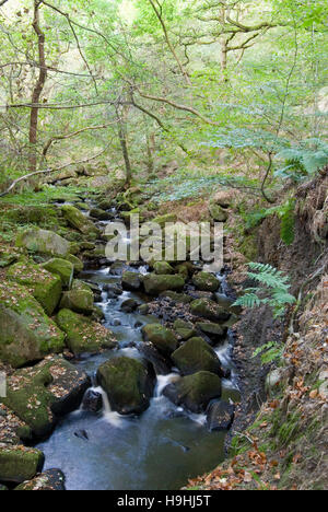 Derbyshire, Großbritannien - 24 September 2016: Burbage Bach fließt durch den felsigen Wald Tal bei padley Schlucht in den Peak District Stockfoto