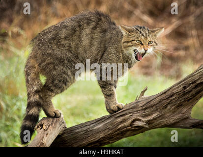 Wildkatze auf Baumstamm zischend Stockfoto