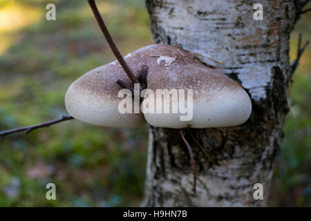 Birke Polypore auf einem Baum im Wald Stockfoto