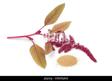 Zweig mit Amaranth Blumen und ein Haufen von Samen auf weißem Hintergrund Stockfoto