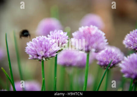 Biene unter Schnittlauch am Golden Hill Community Garden-Projekt in Bristol UK Stockfoto