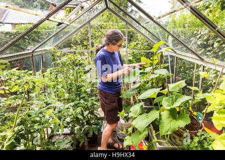 Frau tendenziell Gurken und Tomaten Pflanzen im Gewächshaus, Wales, UK Stockfoto