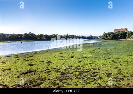 Schlamm bedeckt mit Algen bei Ebbe am River Medina, Isle Of Wight, Großbritannien Stockfoto