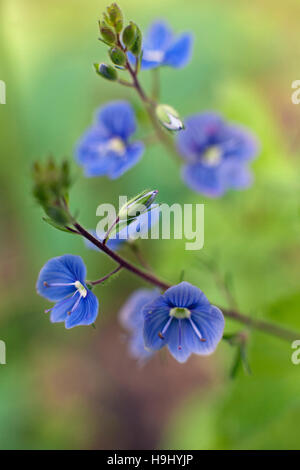 Veronica Chamaedrys, Gamander-Ehrenpreis, aus der Vogelperspektive Ehrenpreis Blumen in Nahaufnahme Stockfoto