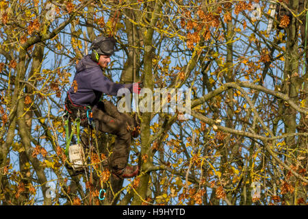 Baum Chirurg Person auf einen Baum Bewertung der Schäden nach Stürmen, Yorkshire, Großbritannien Stockfoto