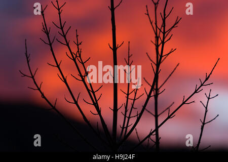 Eine Silhouette eines Baumes gegen rote Morgenhimmel Stockfoto