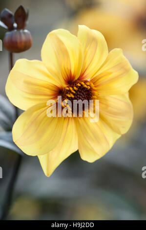 DAHLIE HADRIAN SONNENLICHT CLOSE UP PORTRAIT Stockfoto