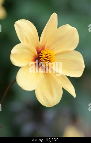 DAHLIE HADRIAN SONNENLICHT CLOSE UP PORTRAIT Stockfoto