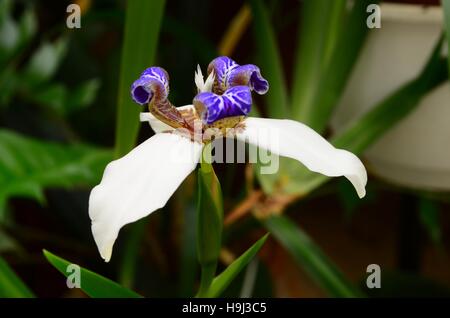 Dietes grandiflora - in der Nähe von weißen und blauen Blume. Obwohl die Pflanze sehr winterhart ist, die Blumen sind sehr empfindlich. und zuletzt für nur einen Tag. Stockfoto