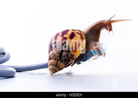 Schnecke mit rj45 Stecker symbolische Foto für langsame Internet conne Stockfoto