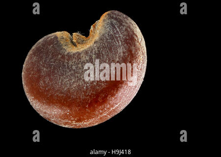 ALTHAIA Officinalis, Marsh Mallow, jedoch Eibisch, Samen, Nahaufnahme, Saatgut Größe 2,5 mm Stockfoto