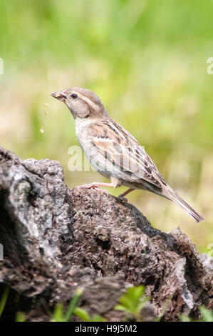 Vertikale Porträt der Haussperling, Passer Domesticus, erwachsenes Weibchen auf Nahrungssuche auf einem Ast. Stockfoto