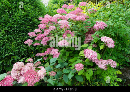 Mophead rosa Blüten in der Mitte des Sommers blühen Hydrangea Arborescens 'Invincibelle Spirit' Stockfoto