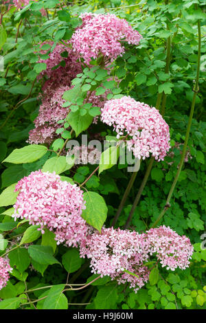 Mophead rosa Blüten in der Mitte des Sommers blühen Hydrangea Arborescens 'Invincibelle Spirit' Stockfoto