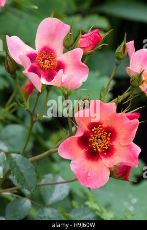 Blumen von der kompakten Edelrosen Strauch stieg "For Your Eyes Only", rose des Jahres 2015 Stockfoto