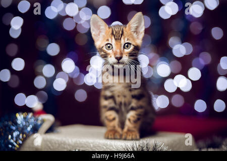 Kätzchen sitzen auf einer Geschenkbox mit Bokeh Hintergrund Stockfoto