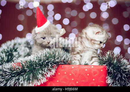 Zwei Kätzchen Santa Hut sitzt auf Geschenk-box Stockfoto