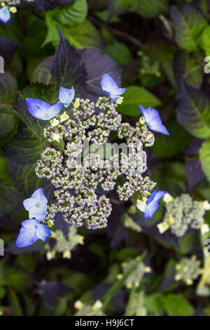Blaue Hortensie ist gerade erst zu blühen Stockfoto