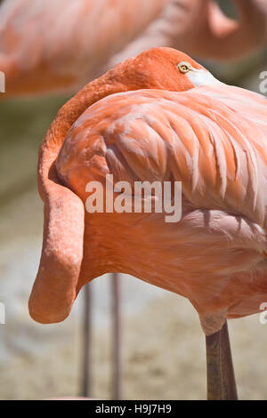 Flamingos auf dem Display im Freien an der San Diego Zoo.  Flamingos sind gesellige Watvögel in der Gattung Phoenicopterus und Familie Phoenicopteridae. Th Stockfoto