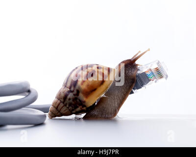 Schnecke mit rj45 Stecker symbolische Foto für langsame Internet conne Stockfoto