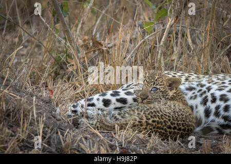 Adorbale Leopard (Panthera Pardus) cub Stockfoto